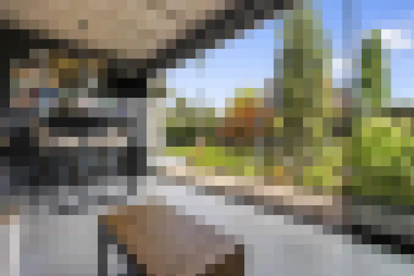 Hondsdraf 10 Voorthuizen thumbnail 33