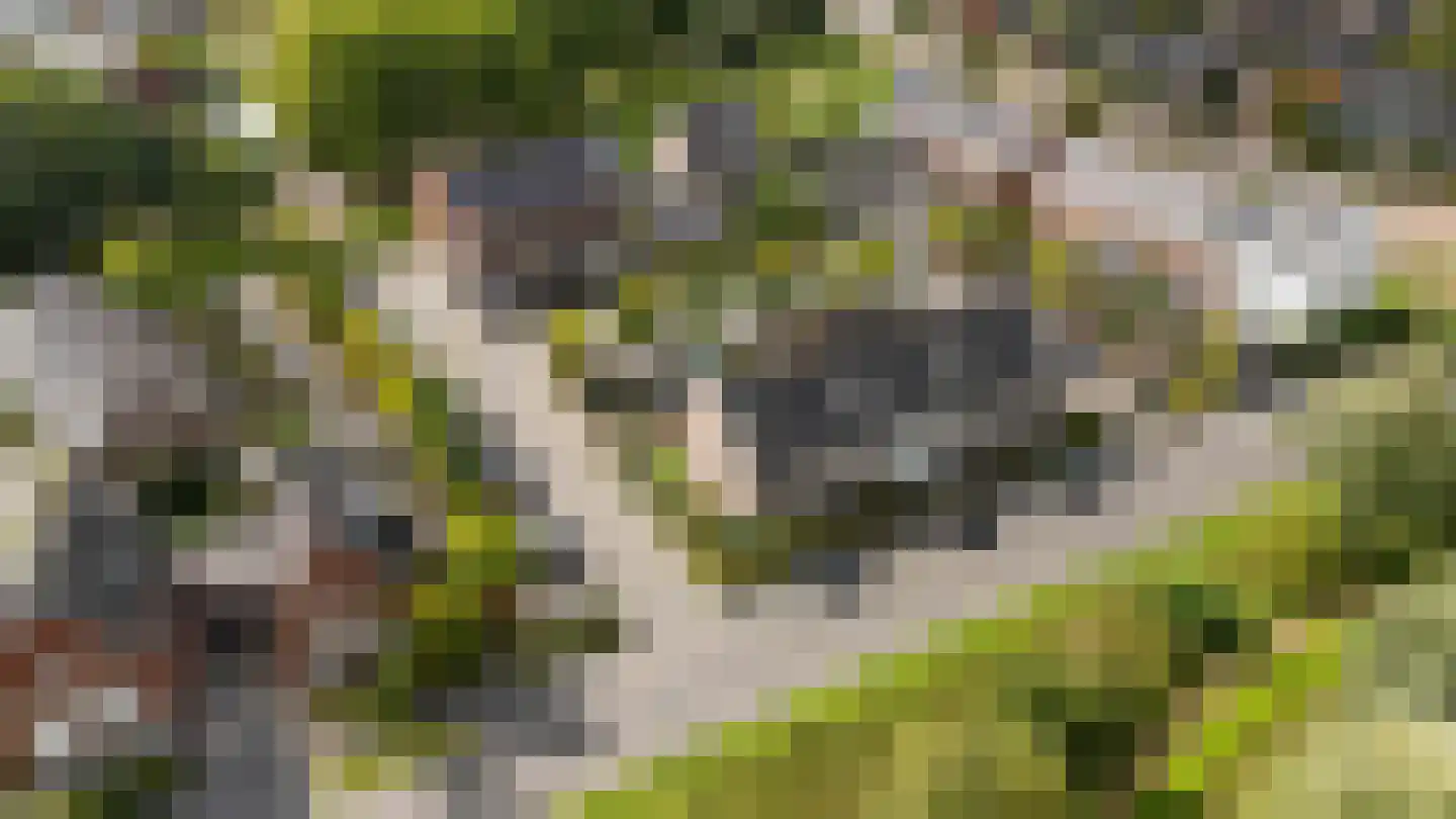 Hondsdraf 10 Voorthuizen thumbnail 5
