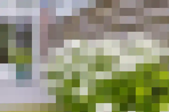 Hondsdraf 12 Delfzijl thumbnail 14