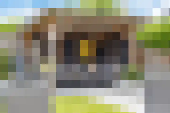 Hondsdraf 12 Delfzijl thumbnail 17