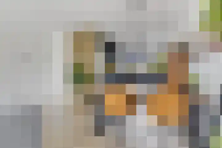 Hondsdraf 12 Delfzijl thumbnail 29