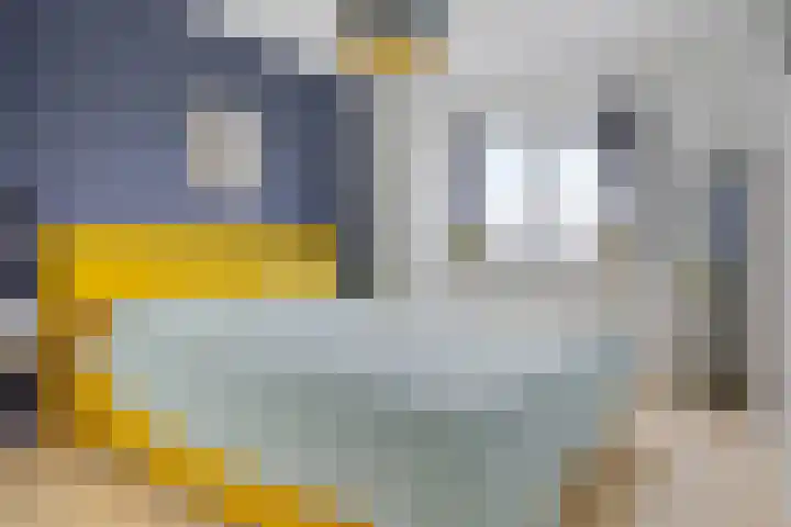 Hondsdraf 12 Delfzijl thumbnail 37