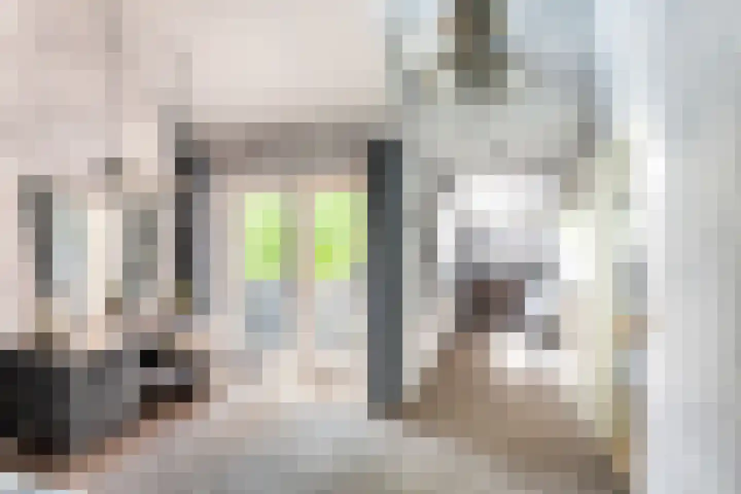 Hondsdraf 13 Naaldwijk thumbnail 32