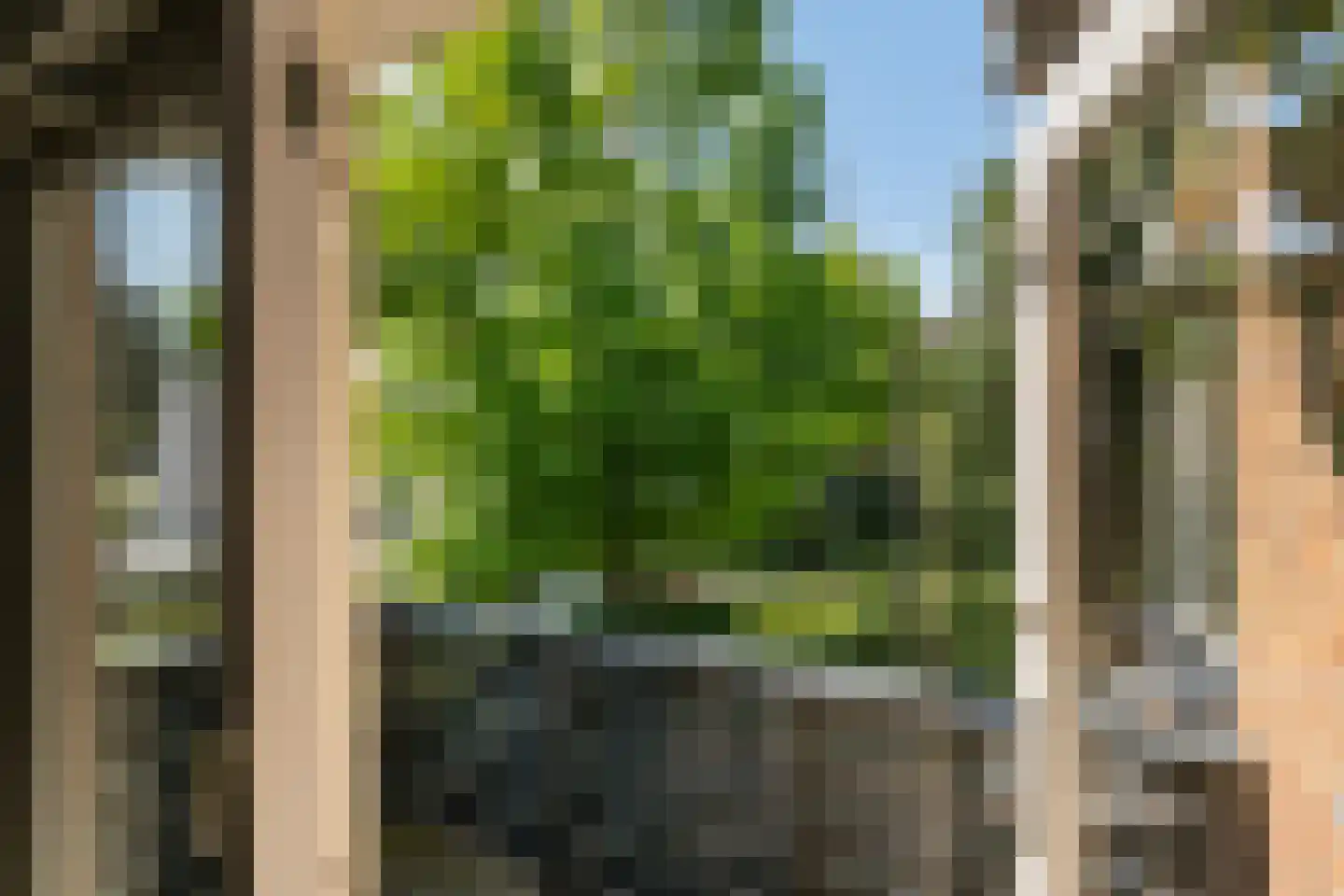 Hondsdraf 13 Naaldwijk thumbnail 33