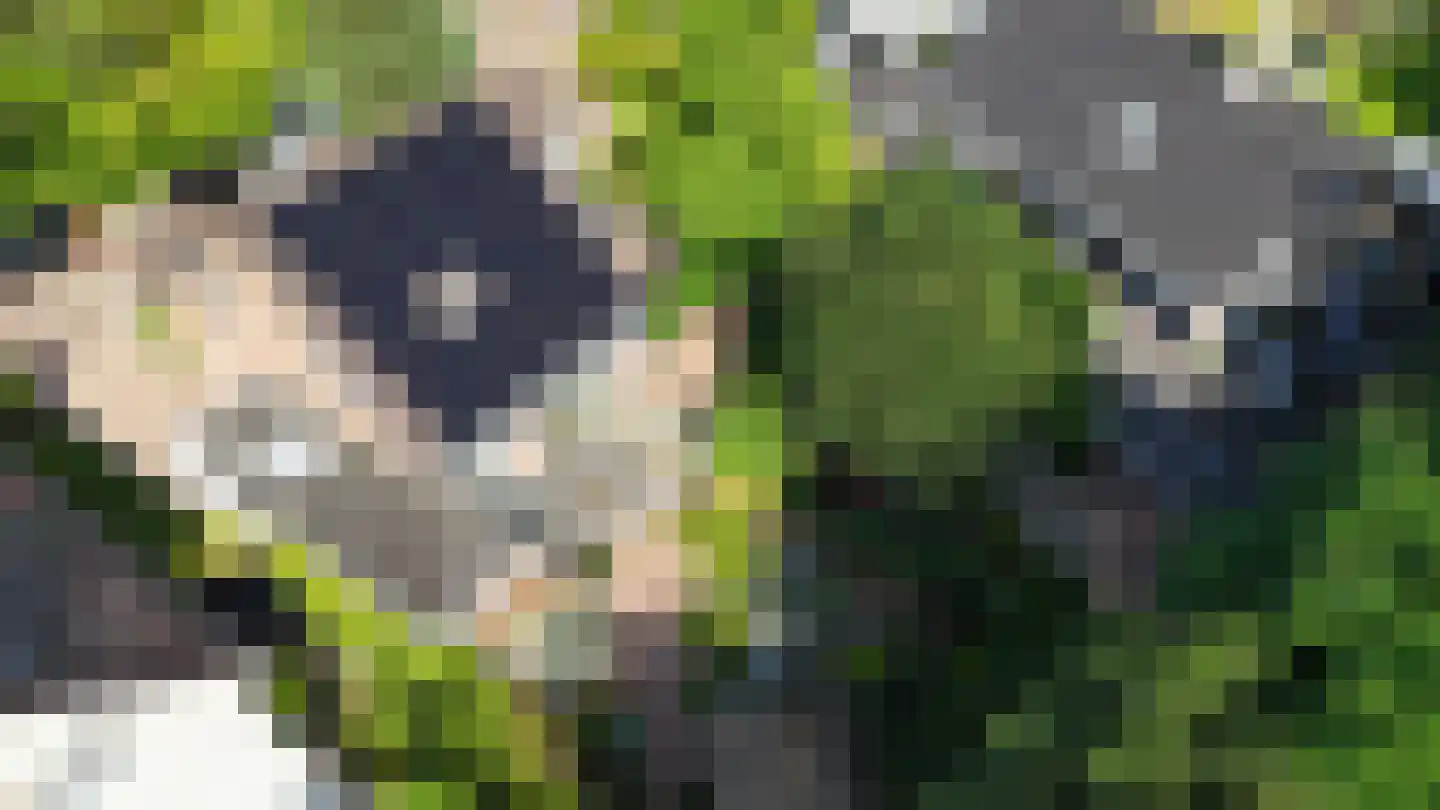 Hondsdraf 13 Naaldwijk thumbnail 56