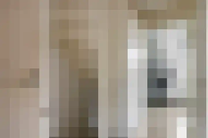Hondsdraf 132 Swifterbant thumbnail 16
