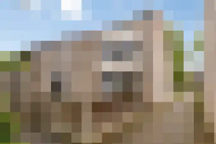 Hondsdraf 14 Oldenzaal thumbnail 32