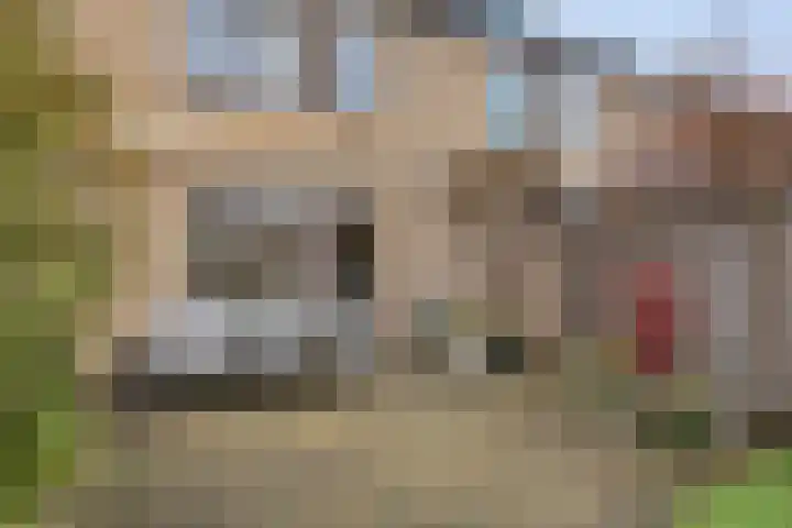 Hondsdraf 15 Terheijden thumbnail 27