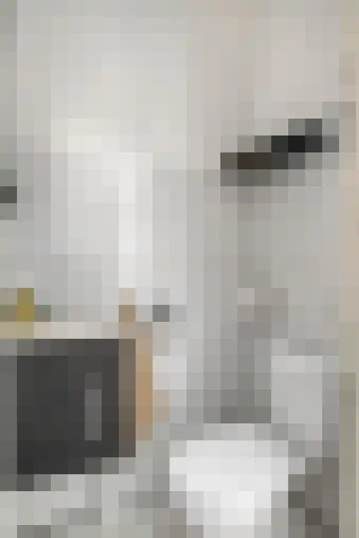 Hondsdraf 160 Swifterbant thumbnail 10
