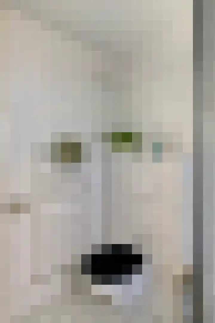 Hondsdraf 160 Swifterbant thumbnail 27