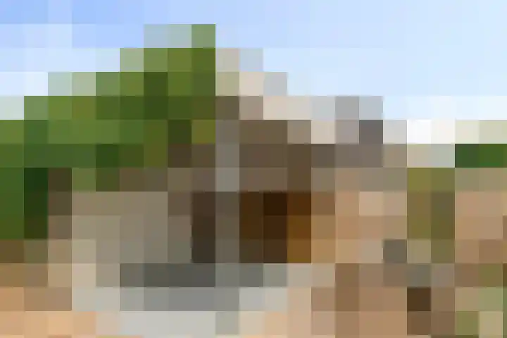 Hondsdraf 160 Swifterbant thumbnail 41