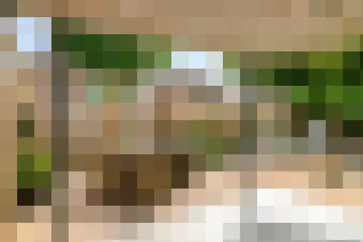 Hondsdraf 160 Swifterbant thumbnail 42
