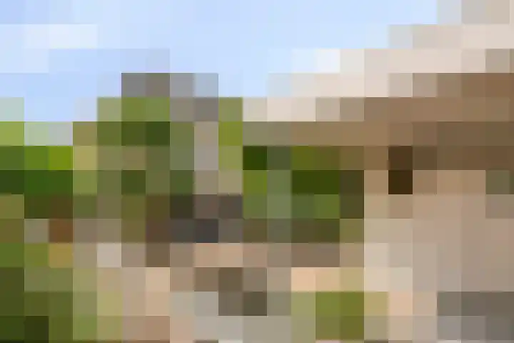 Hondsdraf 160 Swifterbant thumbnail 43