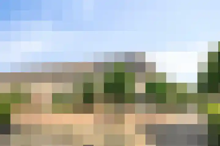 Hondsdraf 160 Swifterbant thumbnail 5
