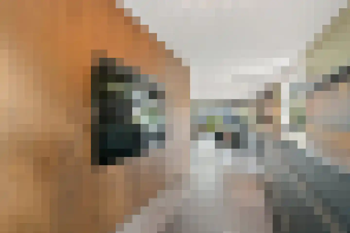 Hondsdraf 17 Maasland thumbnail 14