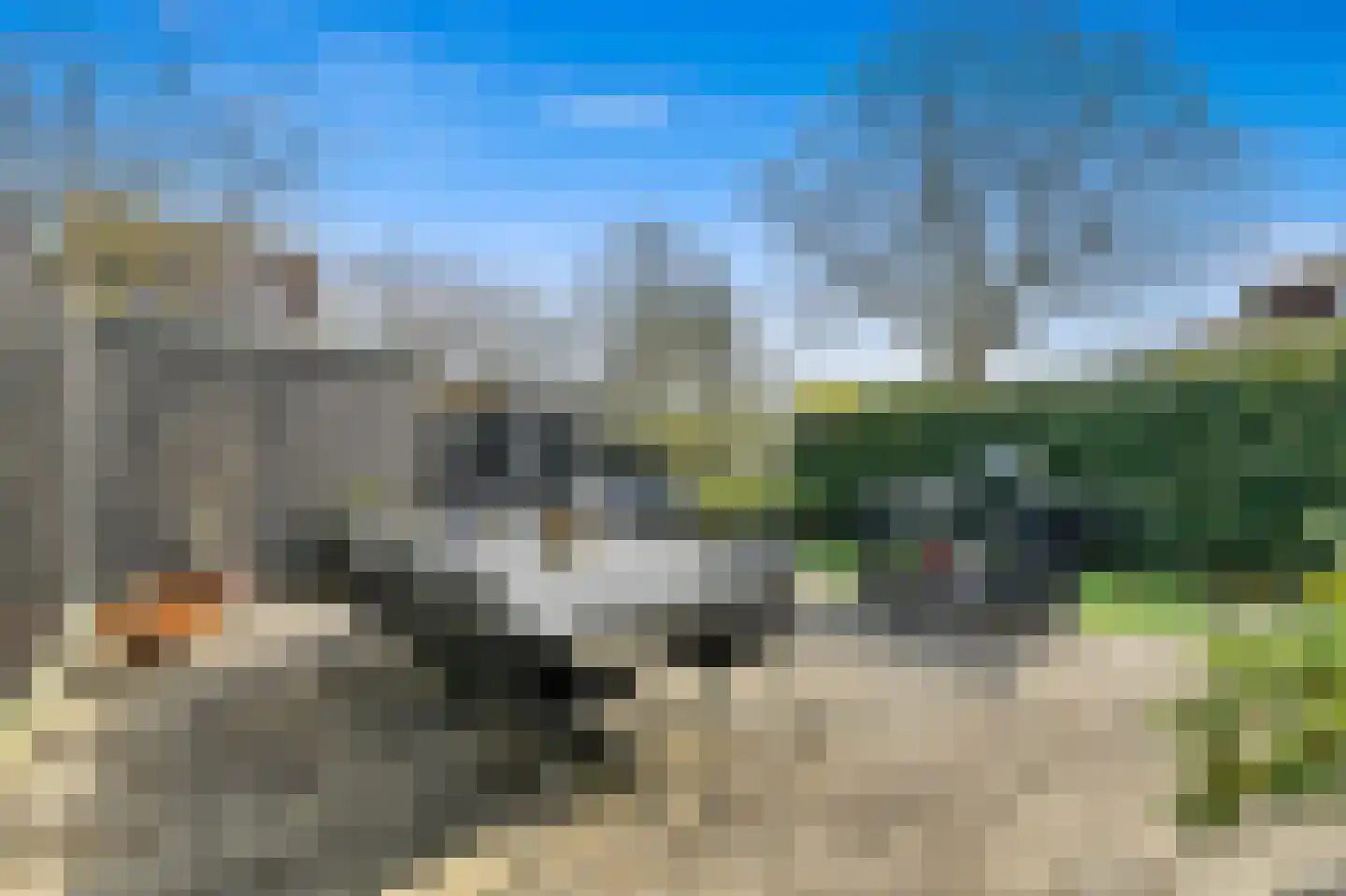Hondsdraf 17 Maasland thumbnail 15