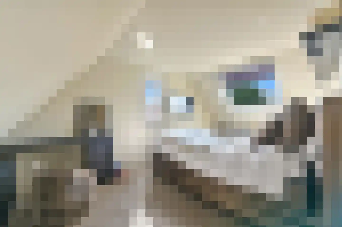 Hondsdraf 17 Maasland thumbnail 39