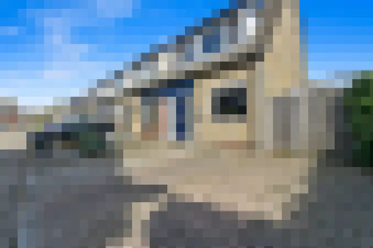 Hondsdraf 17 Maasland thumbnail 7