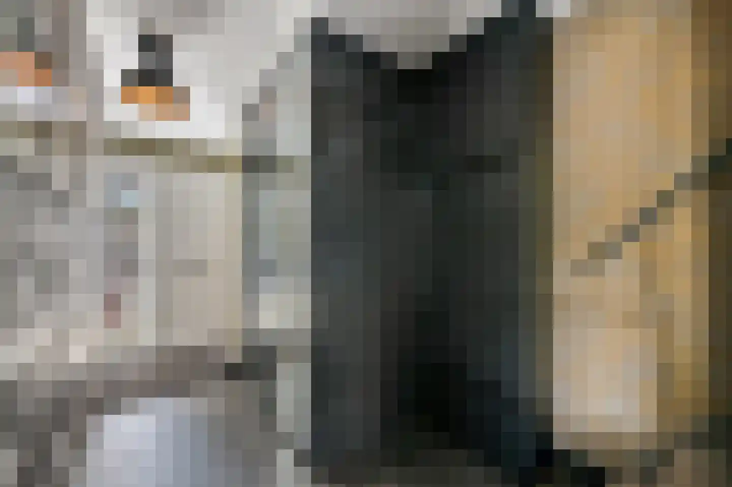 Hondsdraf 17 Maasland thumbnail 8