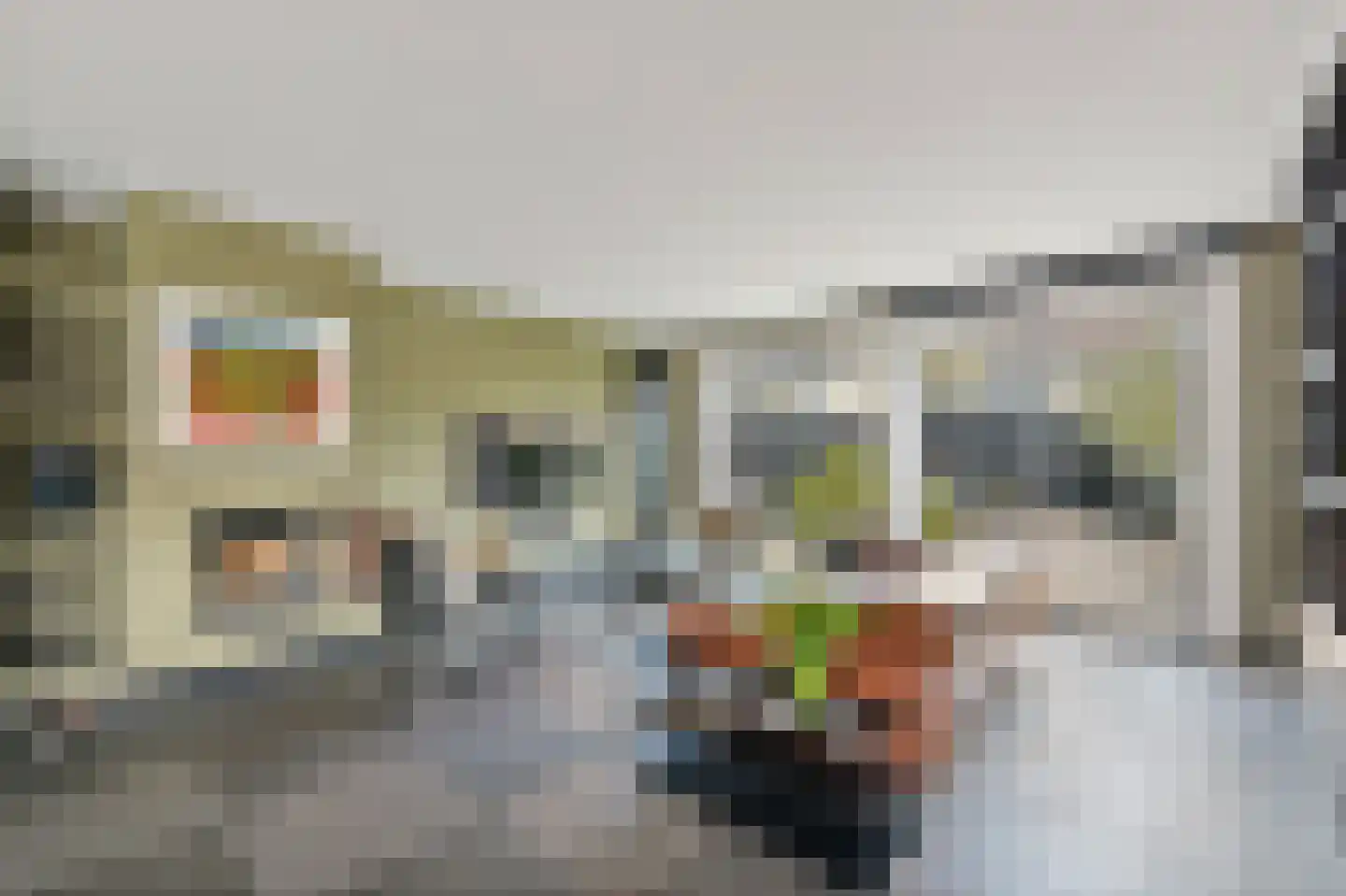 Hondsdraf 17 Maasland thumbnail 9