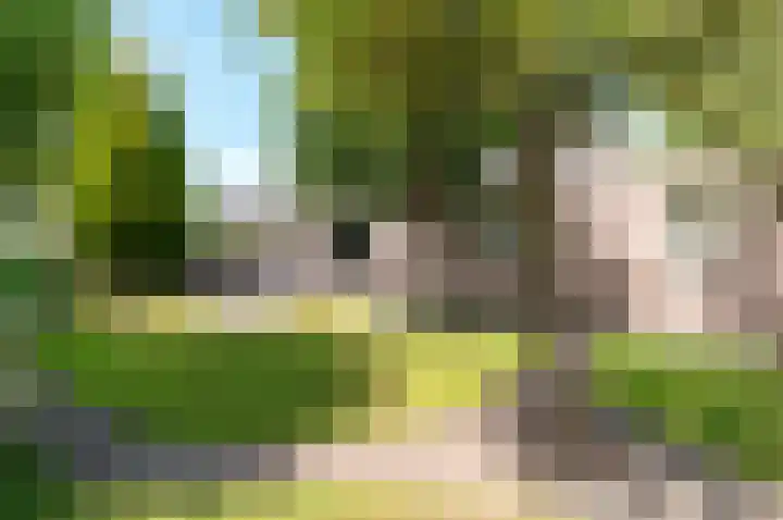 Hondsdraf 176 Swifterbant thumbnail 38
