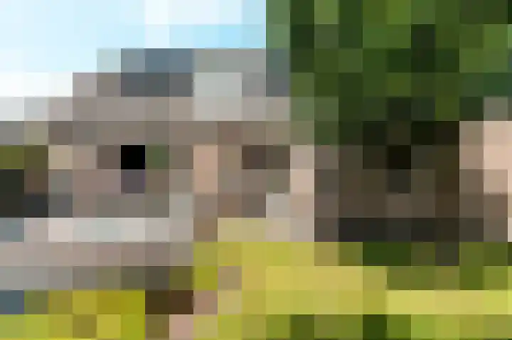 Hondsdraf 176 Swifterbant thumbnail 39