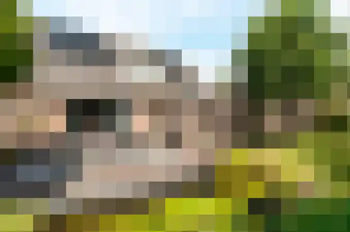 Hondsdraf 176 Swifterbant thumbnail 40