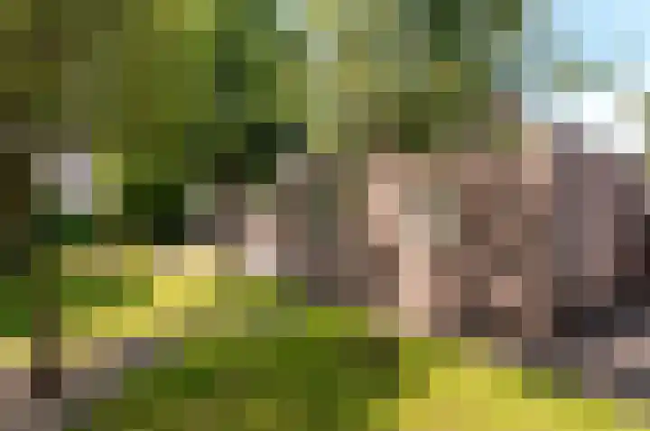 Hondsdraf 176 Swifterbant thumbnail 45