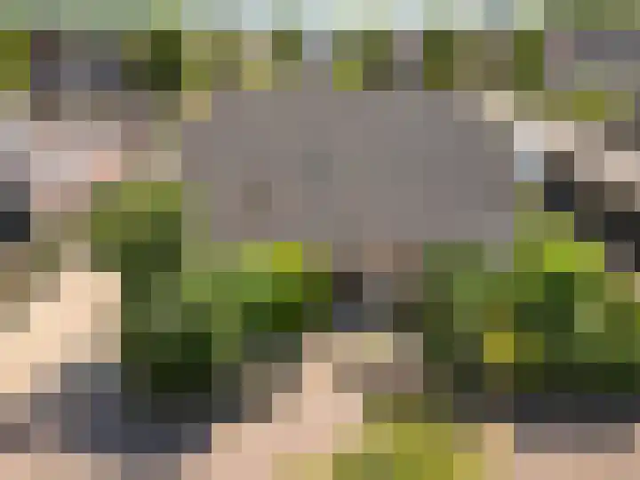 Hondsdraf 176 Swifterbant thumbnail 5