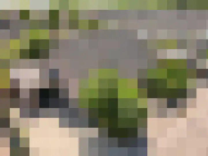 Hondsdraf 176 Swifterbant thumbnail 53