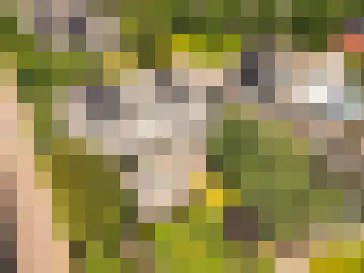 Hondsdraf 176 Swifterbant thumbnail 55