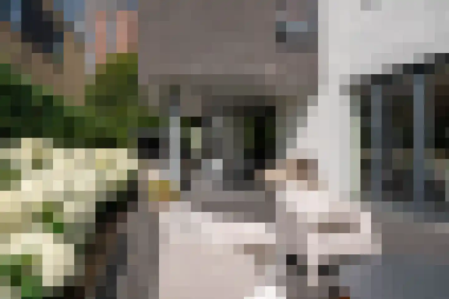 Hondsdraf 2 Heerlen thumbnail 12