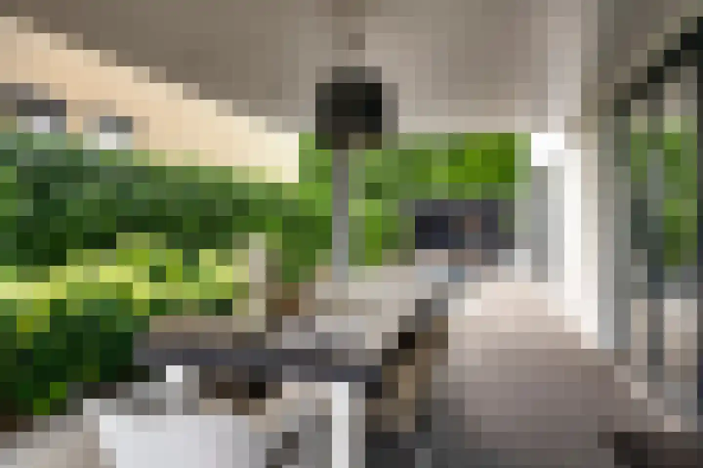Hondsdraf 2 Heerlen thumbnail 13