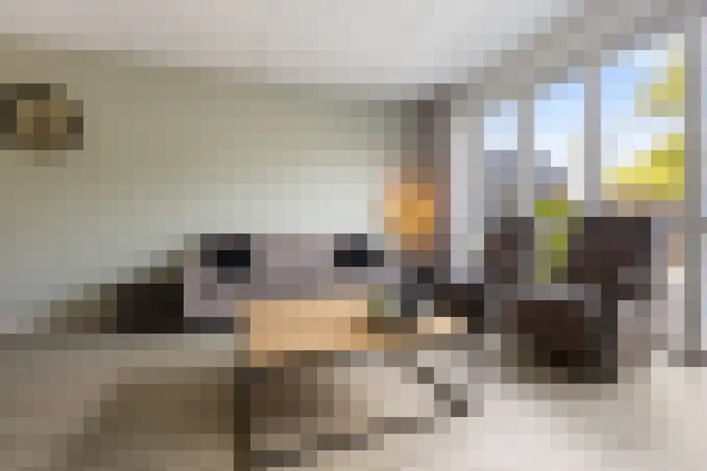 Hondsdraf 31 Voorthuizen thumbnail 12