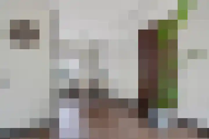 Hondsdraf 34 Klazienaveen thumbnail 12