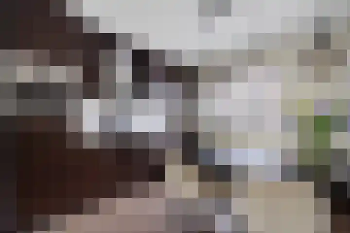 Hondsdraf 34 Klazienaveen thumbnail 13