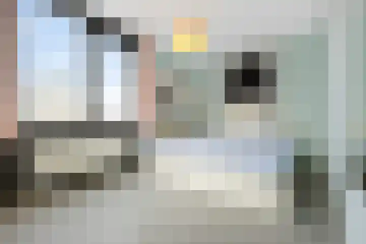 Hondsdraf 4 's-Hertogenbosch thumbnail 26