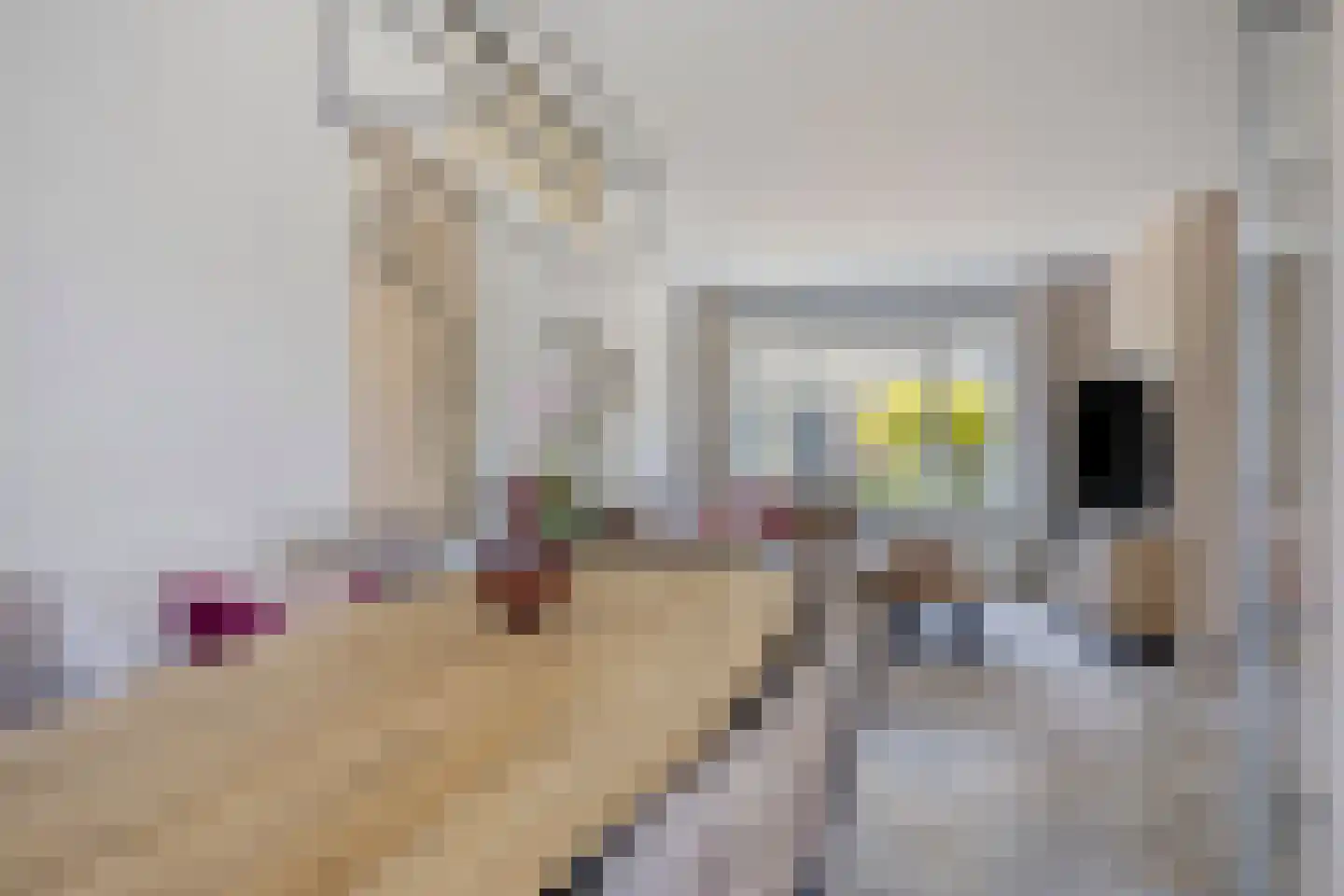 Hondsdraf 42 Swifterbant thumbnail 11