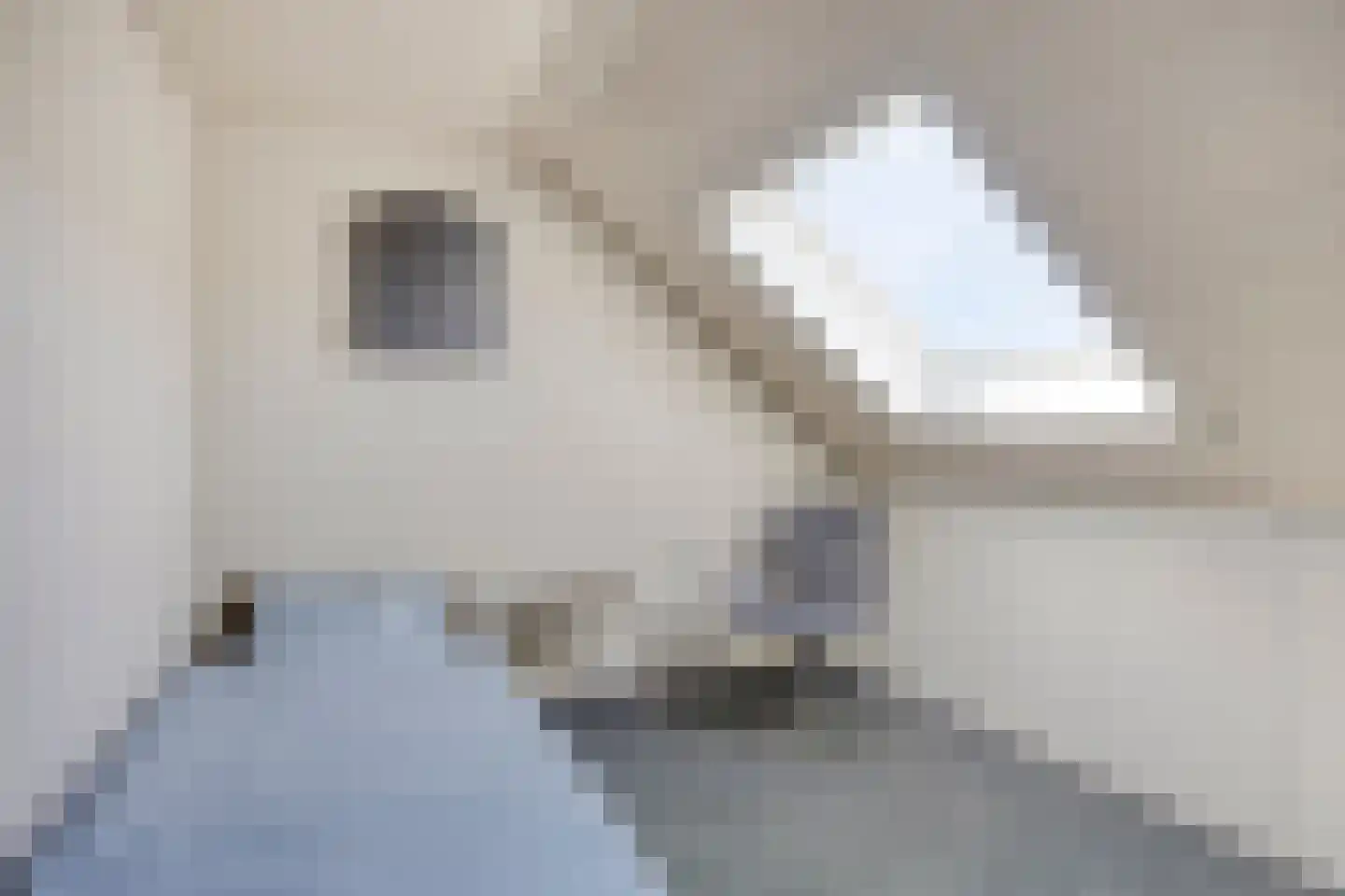 Hondsdraf 42 Swifterbant thumbnail 29