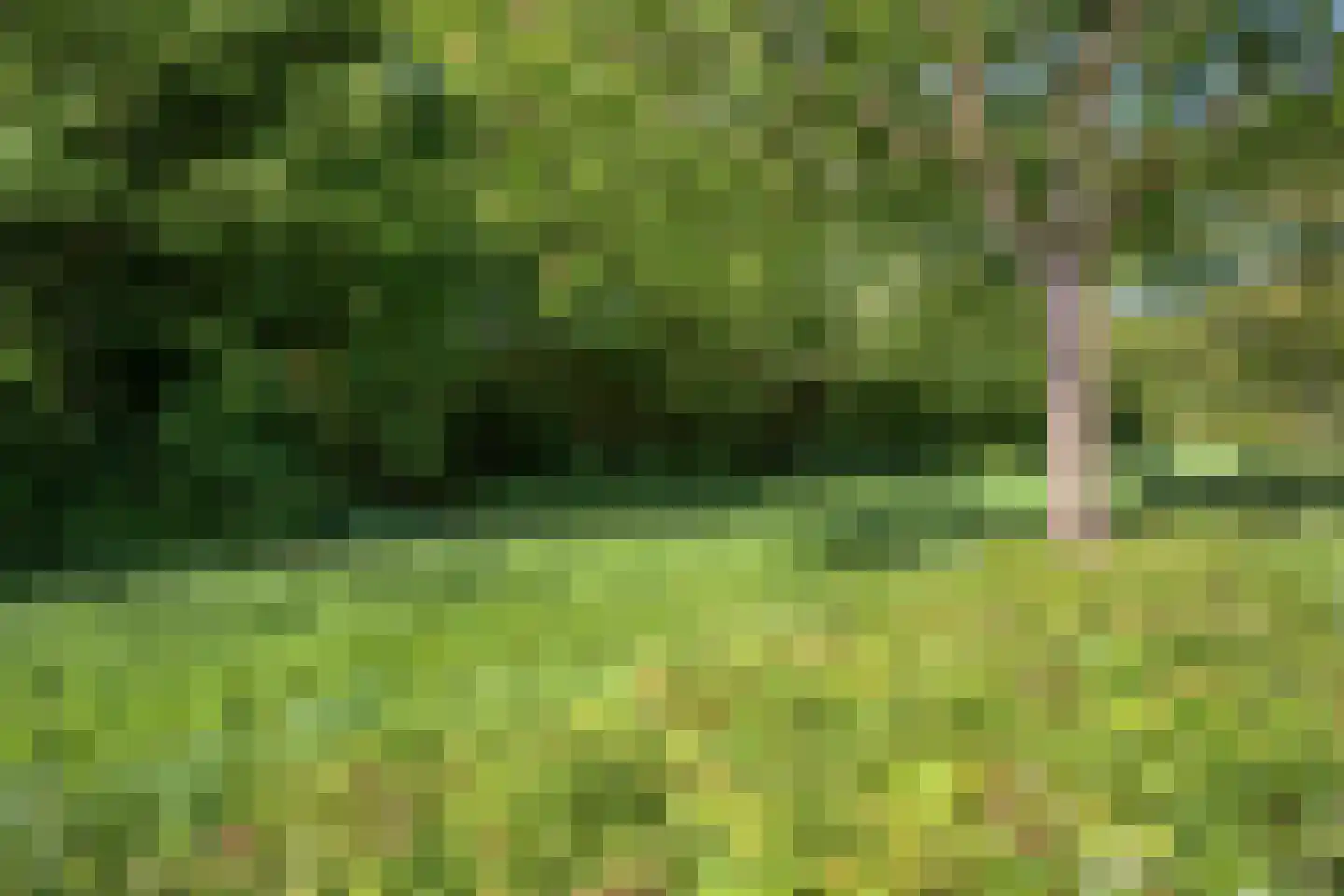 Hondsdraf 42 Swifterbant thumbnail 39