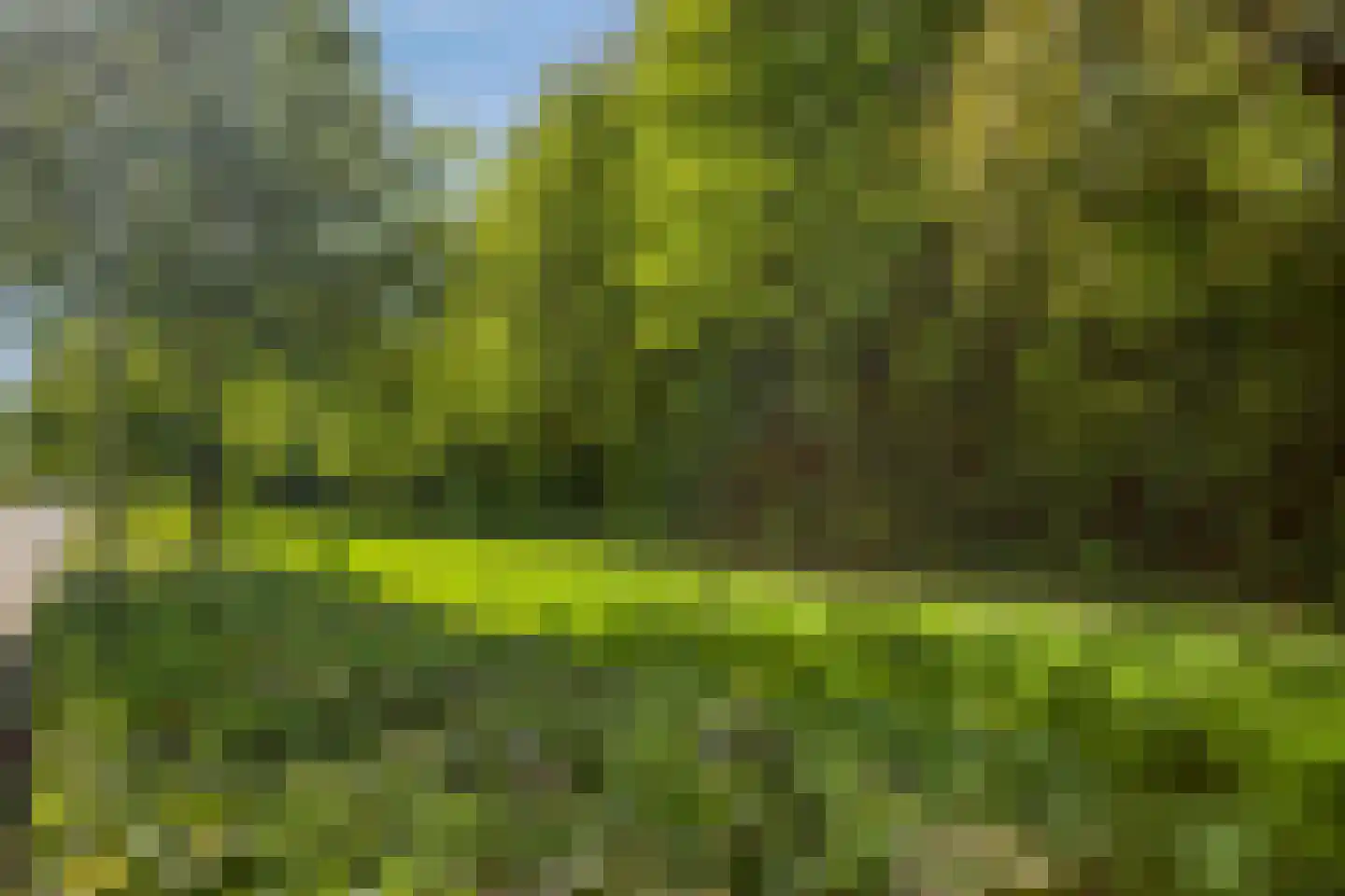 Hondsdraf 42 Swifterbant thumbnail 40