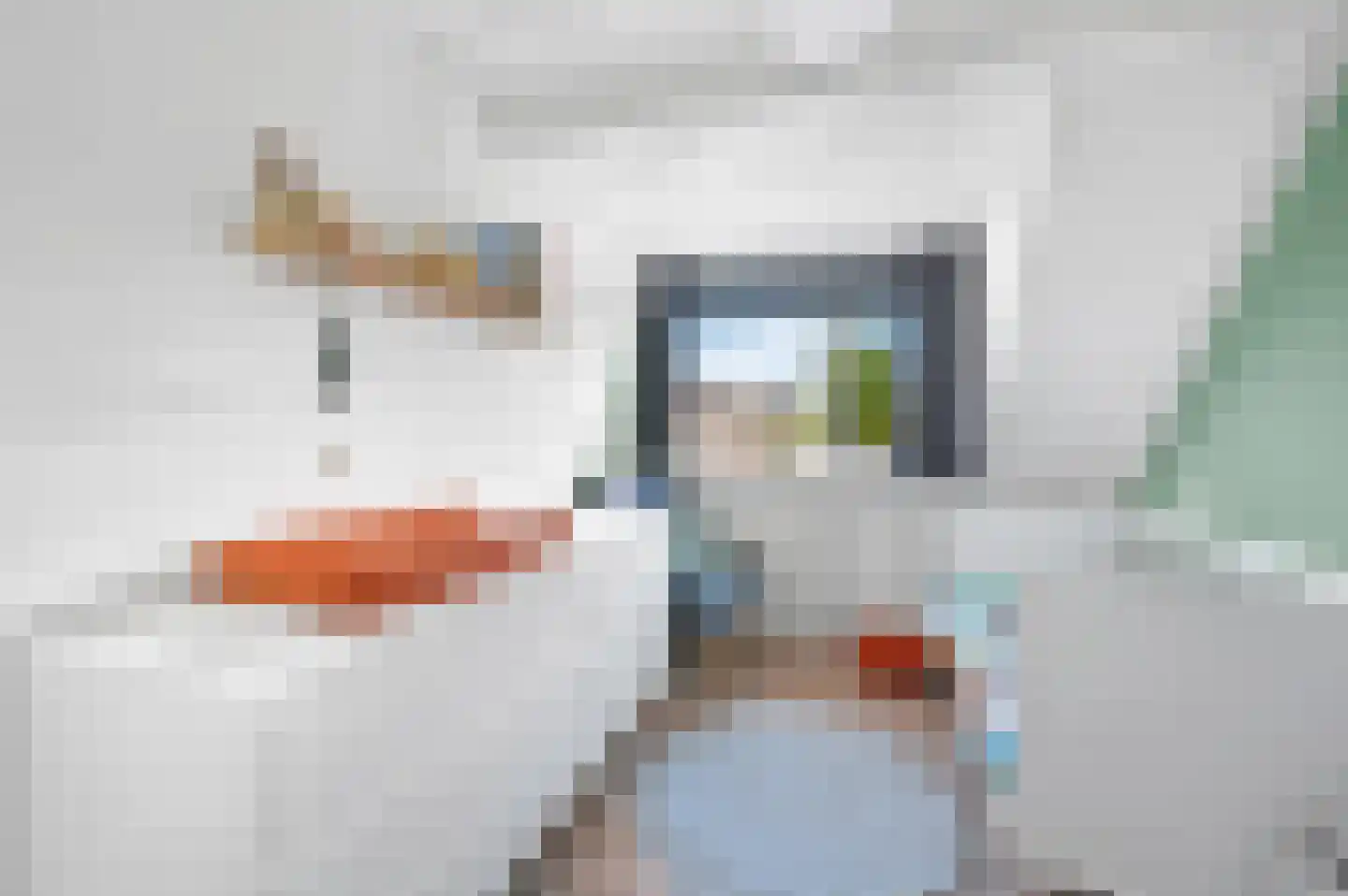 Hondsdraf 49 Maasland thumbnail 22