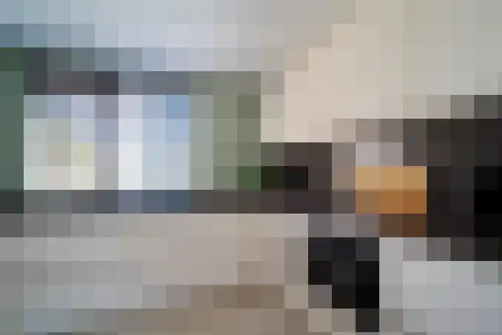 Hondsdraf 55 Maasland thumbnail 15