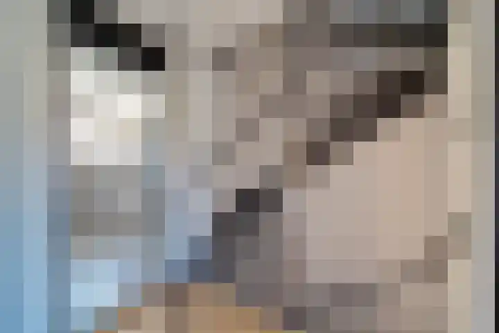 Hondsdraf 55 Maasland thumbnail 26