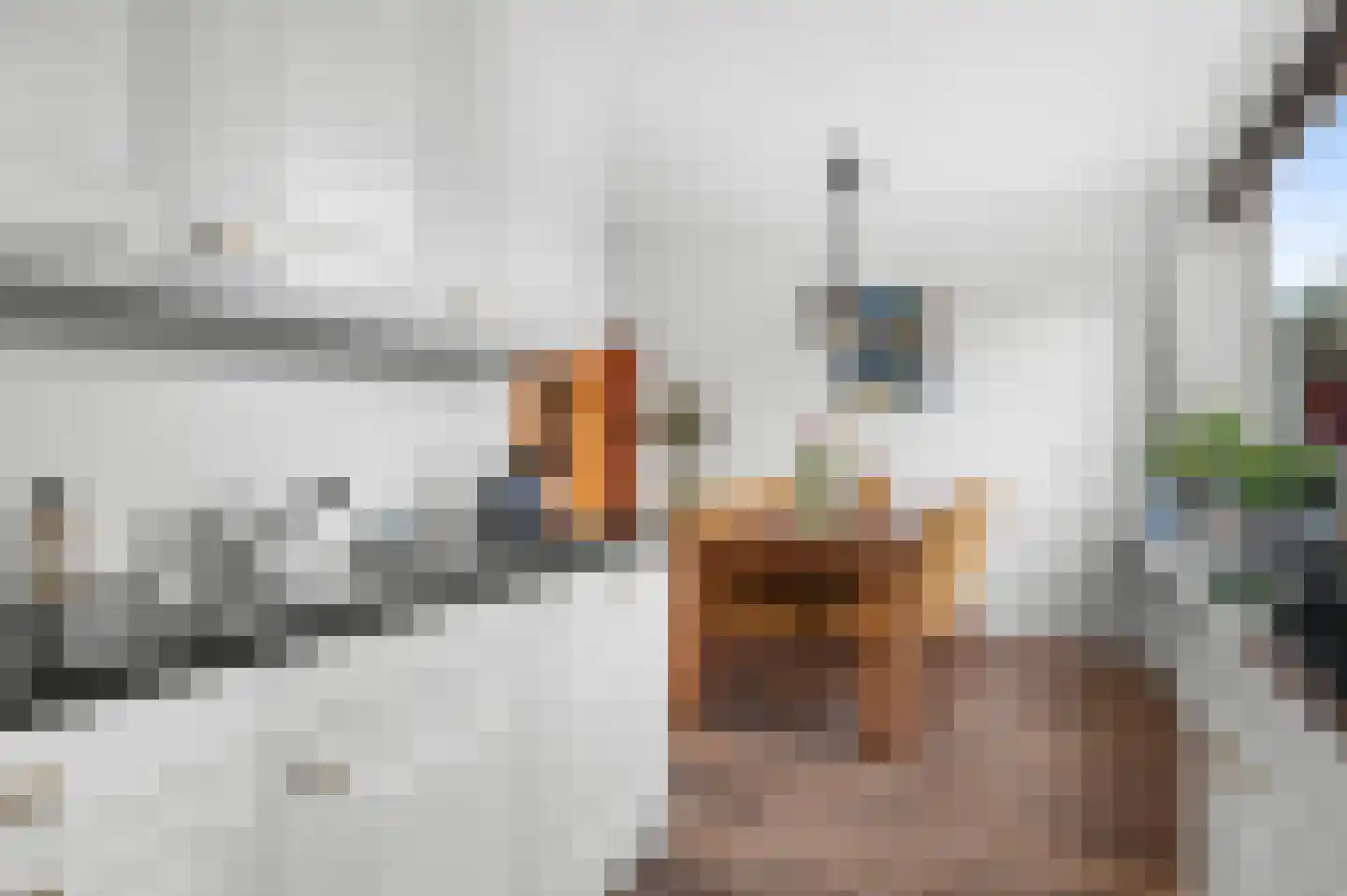 Hondsdraf 6 Deventer thumbnail 9