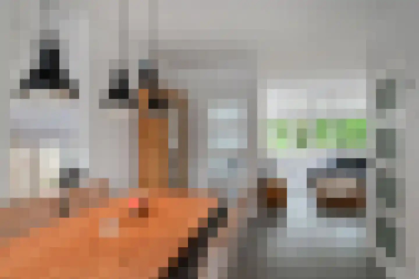 Hondsdraf 6 Zwaag thumbnail 14