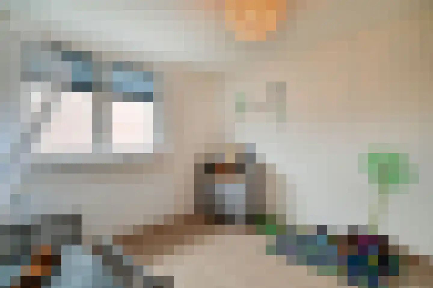 Hondsdraf 6 Zwaag thumbnail 19