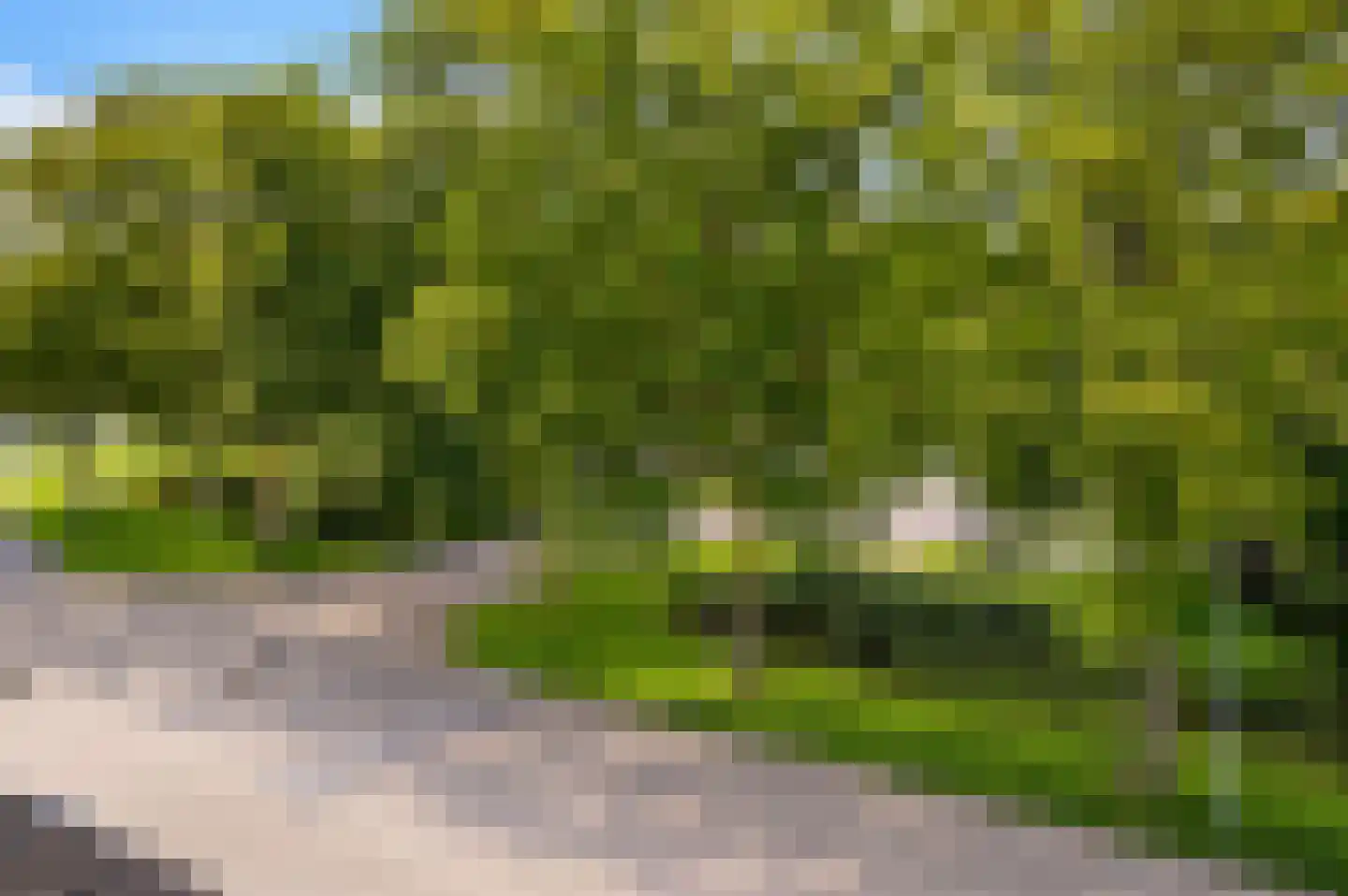 Hondsdraf 6 Zwaag thumbnail 27