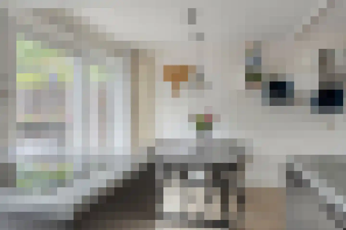 Hondsdraf 7 Deventer thumbnail 16