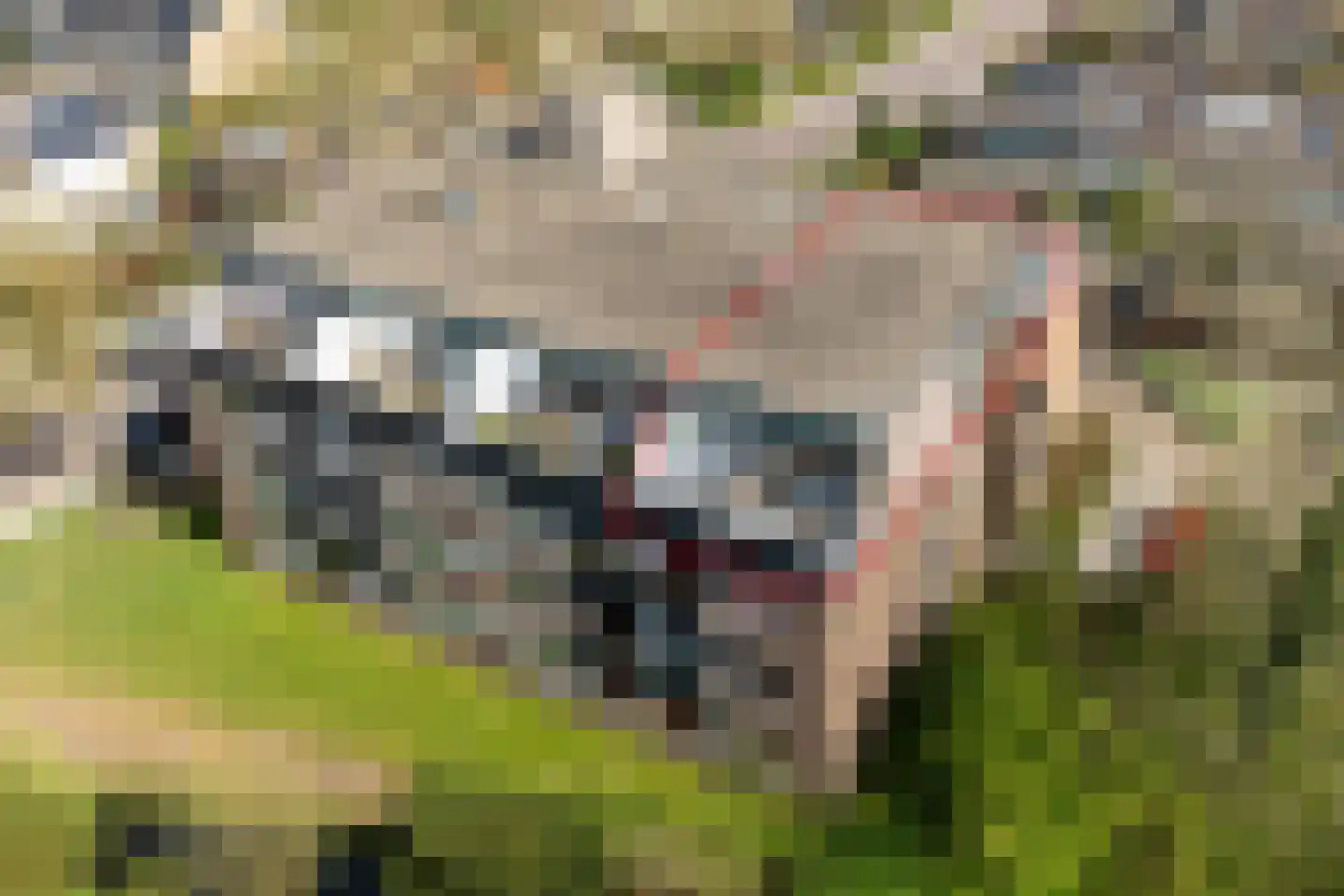 Hondsdraf 73 Leusden